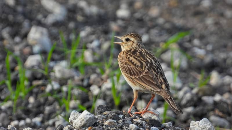 Biodiversité : aidez à compter les oiseaux des jardins fin janvier