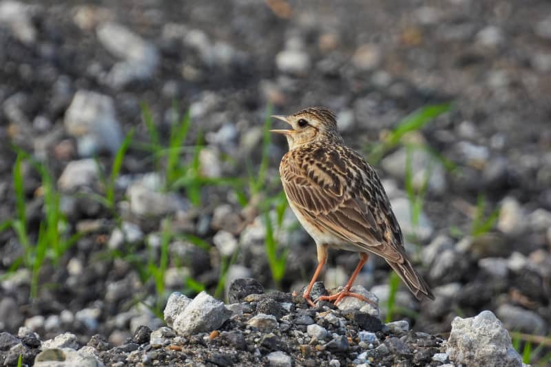 Biodiversité : aidez à compter les oiseaux des jardins fin janvier